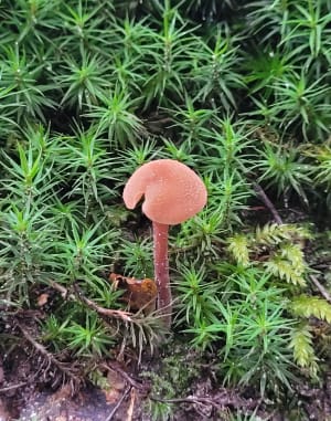 Forêt du Rocher de Saulx - Saulx-les-Chartreux - 14