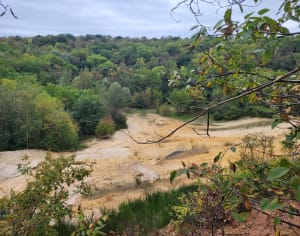 Forêt du Rocher de Saulx - Saulx-les-Chartreux - 15