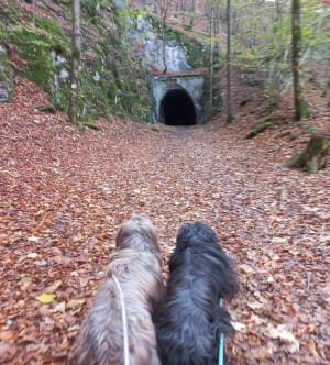 Etre saisi par les gorges de la Saine et de la Langouette - Les Planches-en-Montagne - 31
