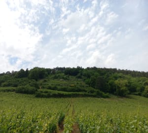Balade dans les hauteurs de Nuits Saint Georges - Nuits-Saint-Georges - 6