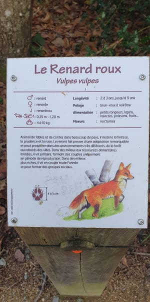 Balade dans le bois de Plédran - Plédran - 10