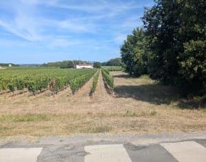 Boucle de Montalon et escapade entre vignes et Dordogne - Saint-André-de-Cubzac - 9