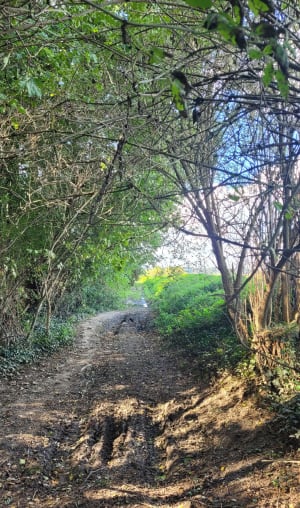 Balade dans les champs à Aulnoy-lez-Valenciennes - MARIE - 2
