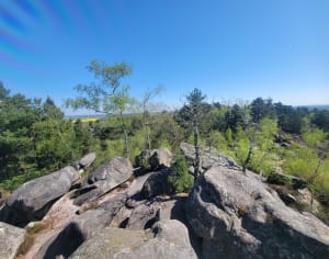 Forêt des Grands Avaux - Champcueil - 6