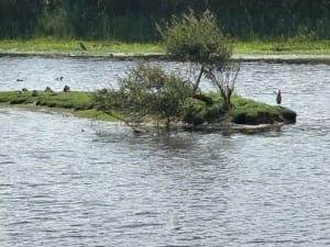 Réserve de la Maillouèyre : dunes, forêts et vues sur la mer - Alex - 28
