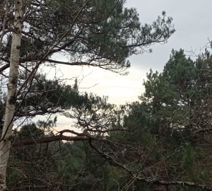 Bos van Fontainebleau, rotsen en hoogtes - Milly-la-Forêt - 16