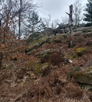 Bos van Fontainebleau, rotsen en hoogtes - Milly-la-Forêt - 18