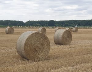 Balade dans la campagne de Vred Flines et Lallaing - Nathalie - 8