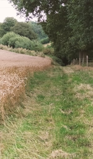 Petite boucle forestière autour de La Cerlangue - La Cerlangue - 2