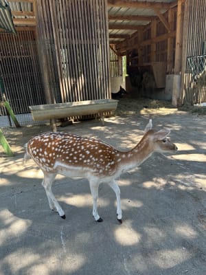 Les Croix du Chuguet, du Crêt et parc animalier. - Sevrier - 11