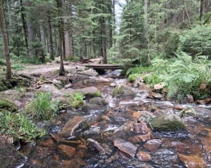 Pissoire-waterval en ongelooflijke verhalen in Haut du Tôt - Vagney - 6