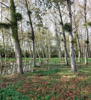 Les marais de Thuellin - Les Avenières Veyrins-Thuellin - 11