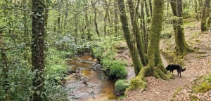 Landes de Locarn et Menhirs de Corong - Locarn - 6