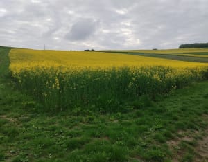 Bois des Terriers et Bois du Coudray - Magnanville - 6