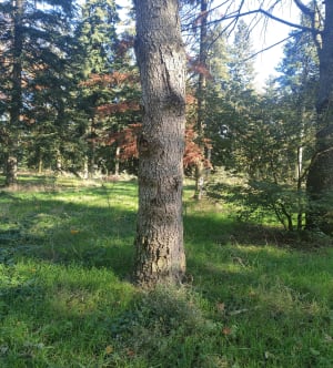 Parc de Parilly et parenthèse feuillue - virginie - 7