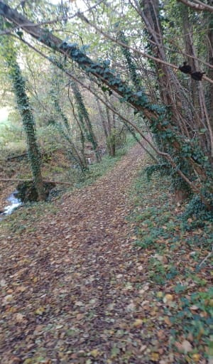 Saint Amant Tallende Gorges de la Monne - Saint-Amant-Tallende - 5