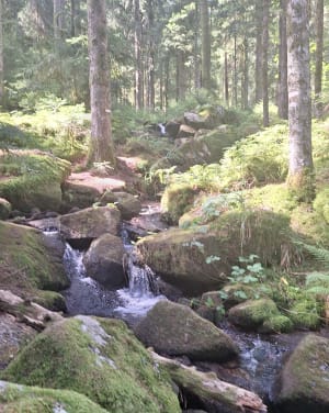 Saut de la Bourrique et Tête de Mérelle à Géradmer - Gérardmer - 17