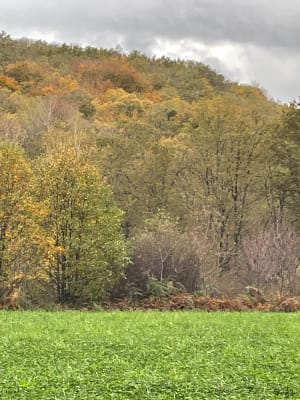 Balade jusqu'à la Gartempe par le Mas de Bersac - Bessines-sur-Gartempe - 11