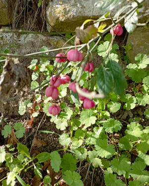 Gorges de Thurignin et Cascade de Cerveyrieu - Valromey-sur-Séran - 14