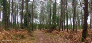 A la découverte de la forêt d’Hossegor. - Soorts-Hossegor - 11