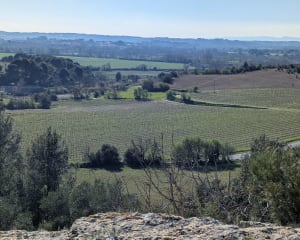 Entre vignes et Collines sur les pas du lièvre à Montagnac - Montagnac - 8