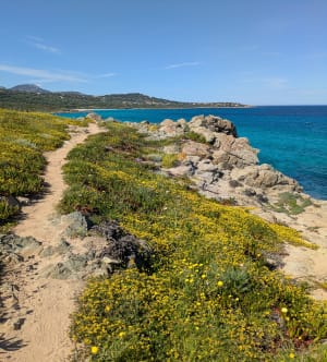 Balade d’Avril, ventée aux plages de Bodre et Ghjunchetu ️ - Corbara - 16