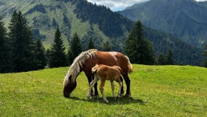 Tour des Alpages de Fréterolle à Chardonnière - Samoëns - 13