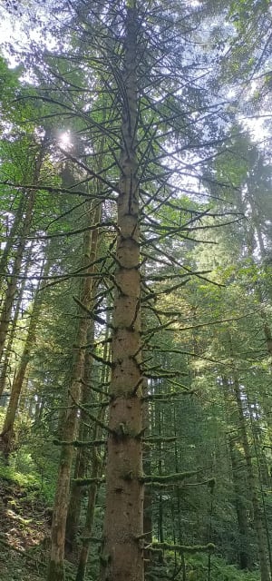 Saut de la Bourrique et Tête de Mérelle à Géradmer - Gérardmer - 13