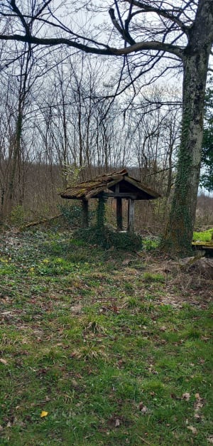 Grande balade à travers forêt et champs de primarette - Primarette - 6