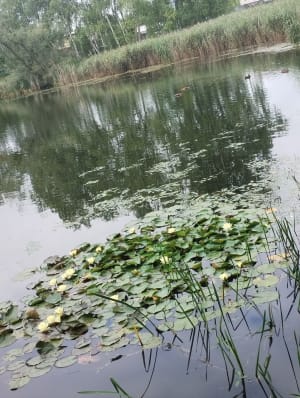 Jesienny spacer po Lasku Marcelińskim - Poznań - 5