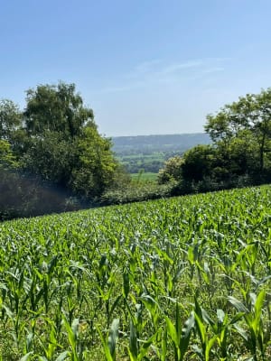 Bois d'Angaïs - Angaïs - 3