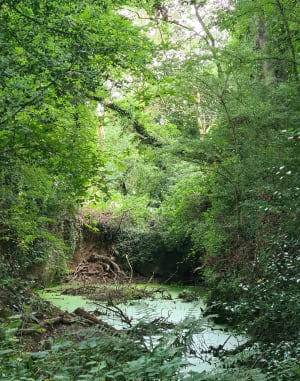 Balade Samsonnaise - Saint-Samson-sur-Rance - 11