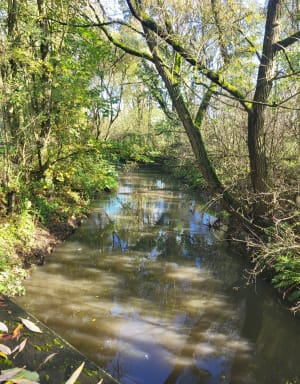 Beekpad en Infière-bos in Bouvine - Bouvines - 8