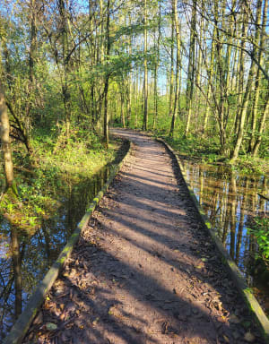 Beekpad en Infière-bos in Bouvine - Bouvines - 9
