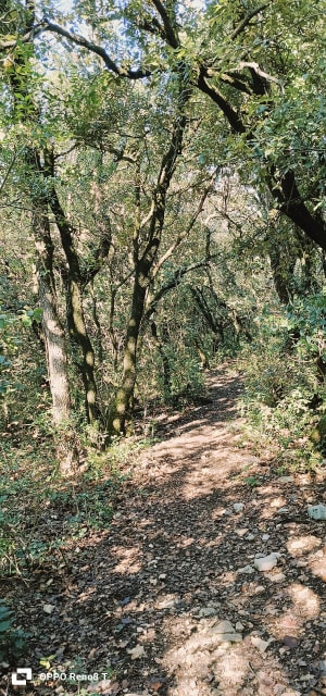 La Chartreuse de Valbonne au sud - Saint-Paulet-de-Caisson - 15