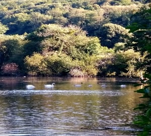 Balade aux étangs de la Balastière - Jordan  - 20