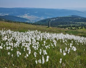 Gedeelte van de GR70, van Chasserades naar Bleymard - Mont Lozère et Goulet - 6