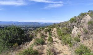 Mimosas à Roquebrune-sur-Argens - Roquebrune-sur-Argens - 30