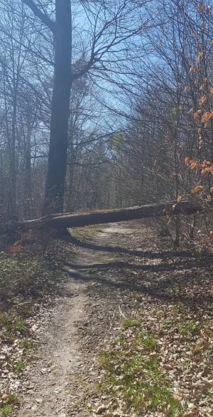 Petit Frère de Preuschdorf avec passage à Goersdorf - Preuschdorf - 5