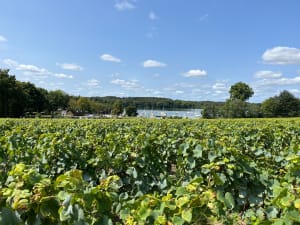 A l'ouest de Carquefou - Carquefou - 11