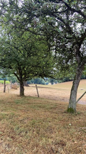 Balade autour de Les Salles-Lavauguyon - Les Salles-Lavauguyon - 3