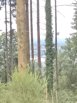 Autour de l'arboretum de la Jonchère - La Jonchère-Saint-Maurice - 9