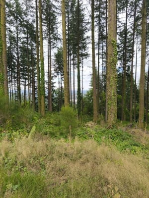 Autour de l'arboretum de la Jonchère - La Jonchère-Saint-Maurice - 10