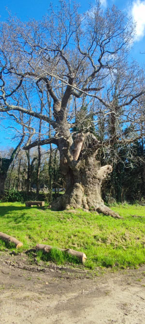 Longer le Bélon et s'offrir un plateau d'huîtres - Riec-sur-Bélon - 6