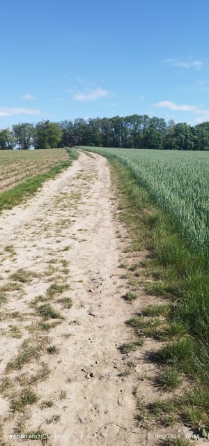 Sur la colline d'Oberhausbergenhill - Oberhausbergen - 3