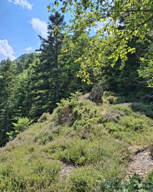 Rustige kleine wandeling in het bos van Lapadé naar Val Louron - Génos - 22