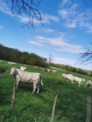 De Romenay à l'étang Morel - Romenay - 11