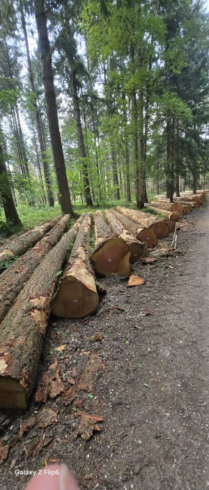 En forêt de Dreux - Montreuil - 2