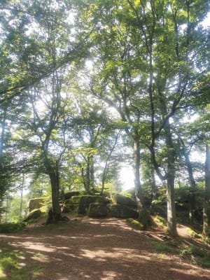 Les châteaux, du Haut Barr, du Grand Geroldseck et du Petit Gerolsdeseck - Saverne - 15