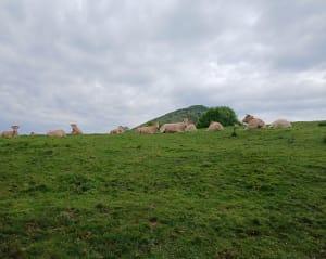 Panorama et ascension du Pic du Jer - Lourdes - 6